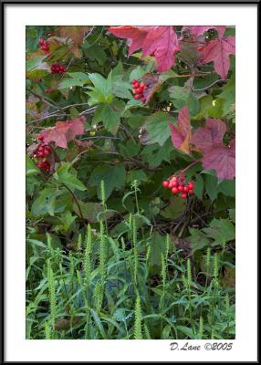 Fall Berries