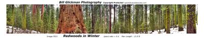 P021  Redwoods In Winter