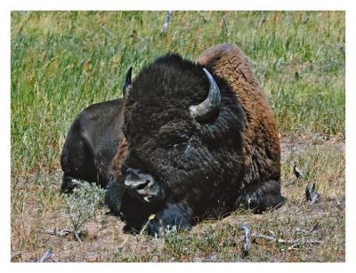 5027 Tired Bison