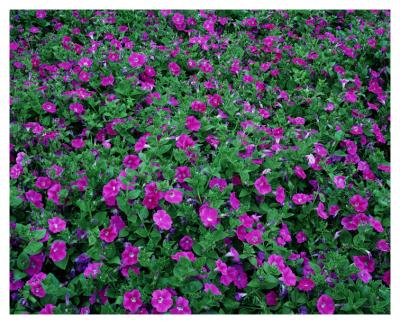 5091  Purple Flowers