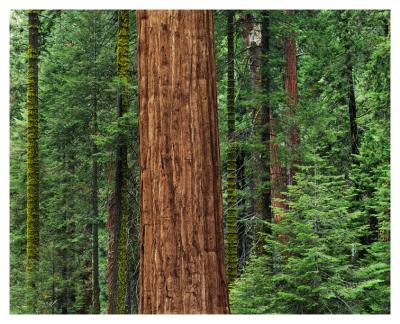 8083  Redwoods In Evergreens