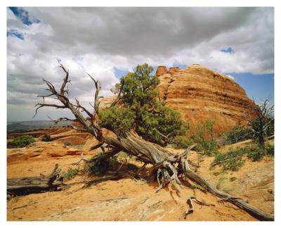 9064 Dead Tree in Red Rock Desert