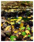 8024 Colorful Leaves at Rest