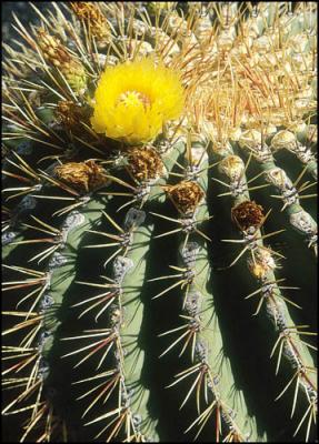  cactus.jpg