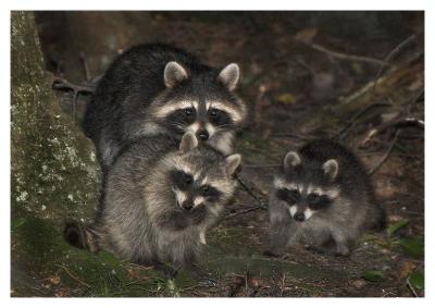 racoonfamily.jpg