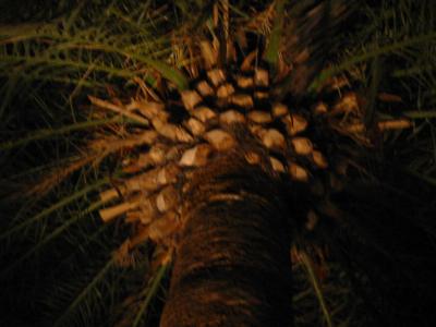 IMG_2792.JPG