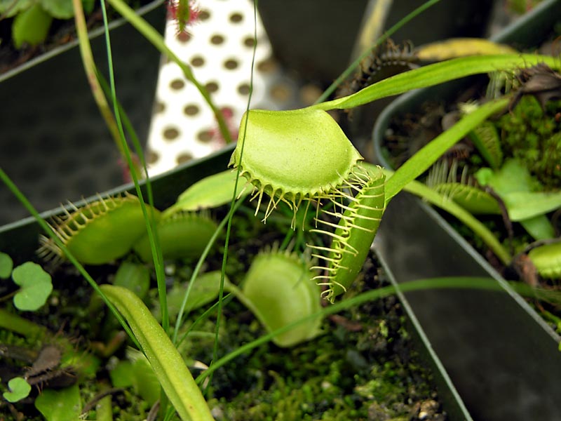 Venus Flytrap