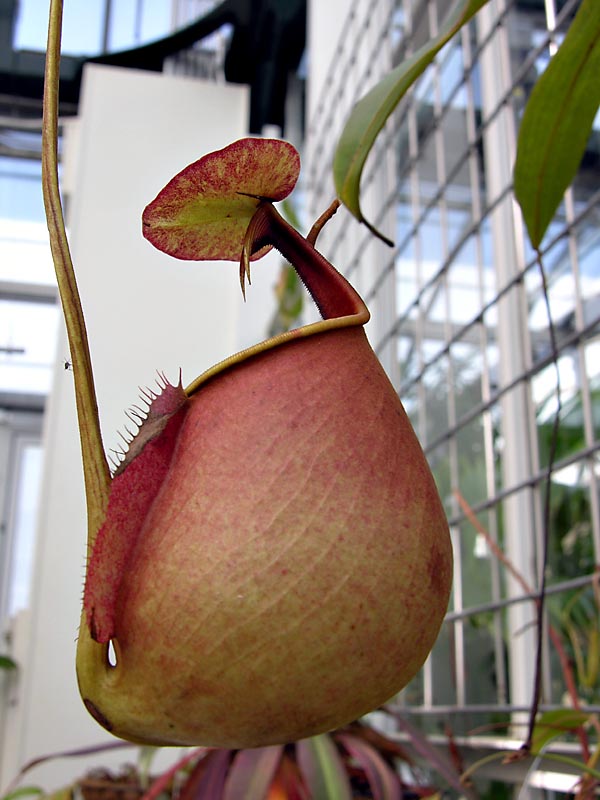 Pitcher plant