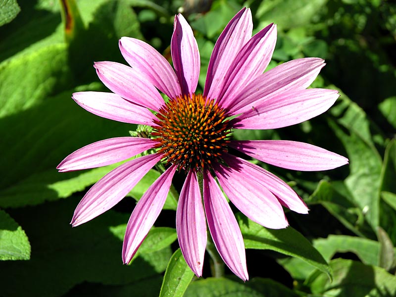 Echinacea