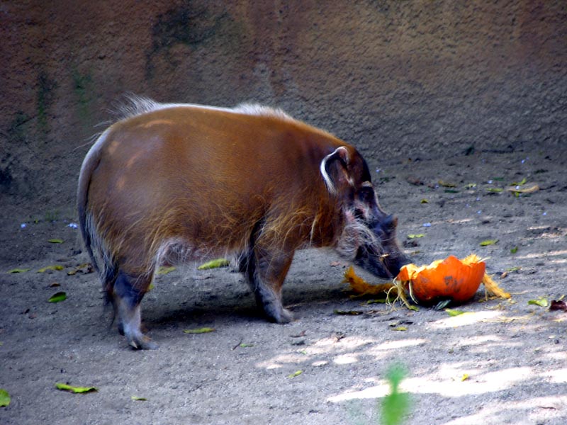 Red River Hog