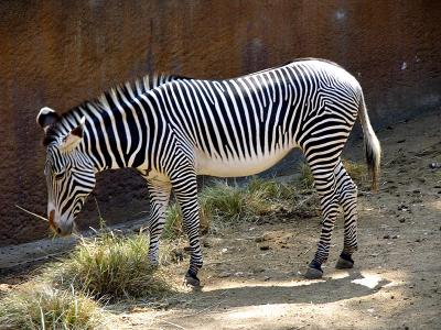 Amorous Grants Zebras
