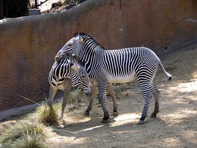 Amorous Grants Zebras