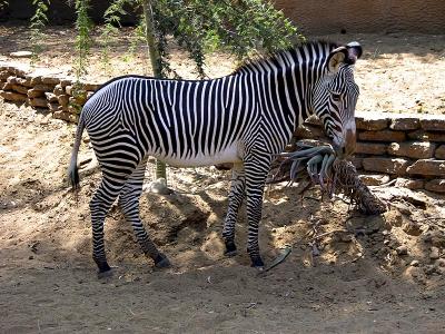 Grevy zebra (Equus grevyi)
