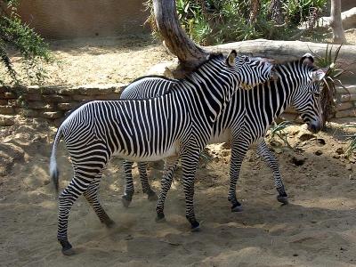 Grants Zebras