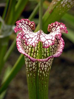 Pitcher plant