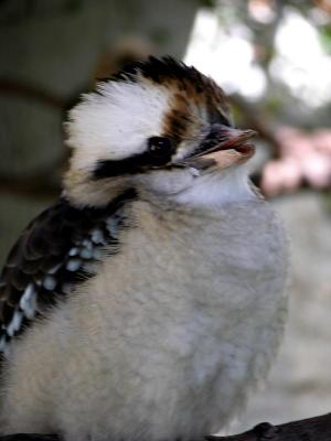 Kookaburra