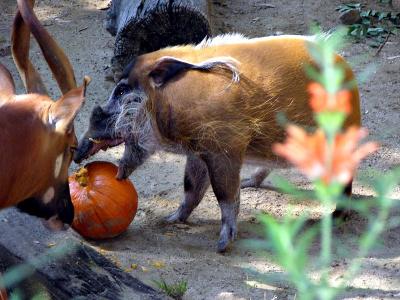 Red River Hog