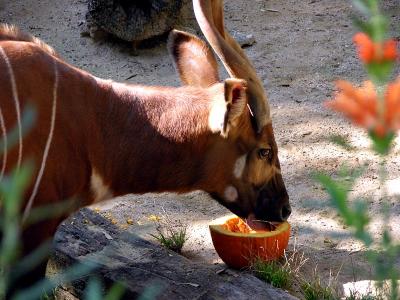 v3/26/12626/3/51473285.LAZoo0502loDSCN1266.jpg