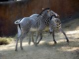Amorous Grevy Zebras