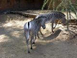 Grants Zebras