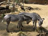 Grants Zebras