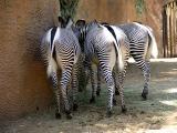 Grants Zebras