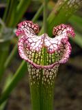 Pitcher plant