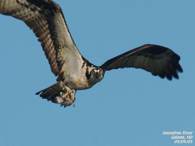 Osprey Breakfast