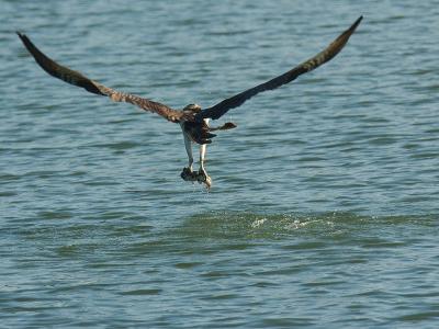 Osprey Catching Breakfast