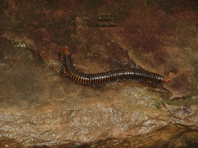 Centipede
