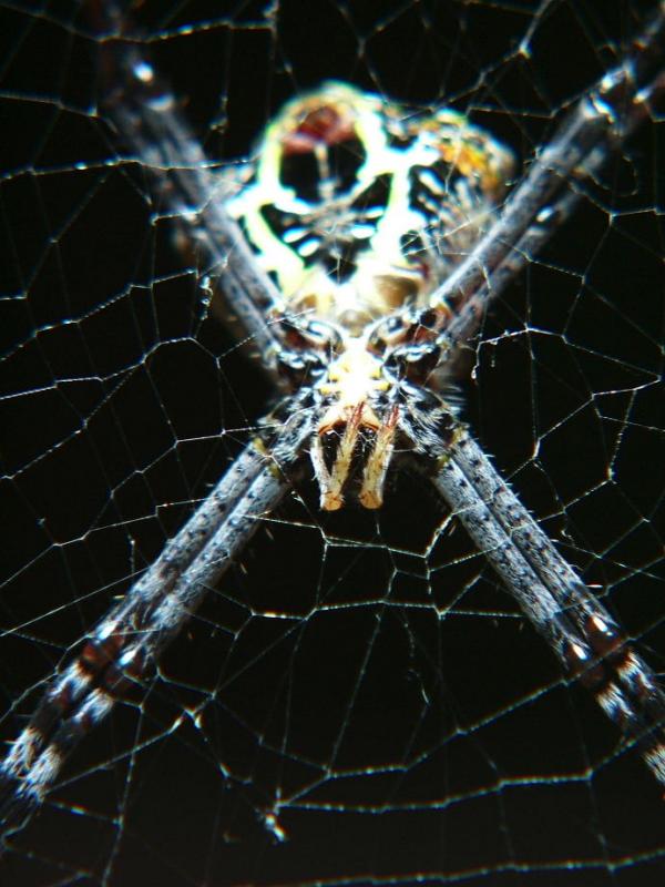 Golden Orb Spide