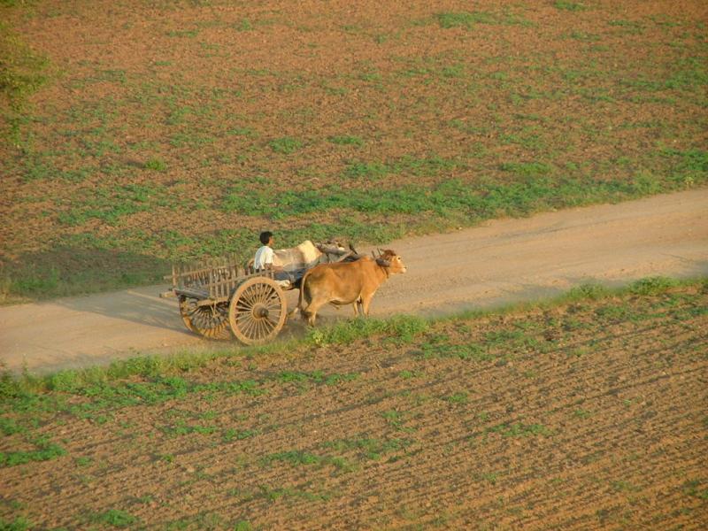 Bullock Cart