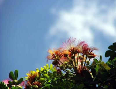 Unknown Bloom