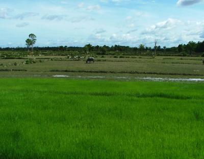 Rice Field