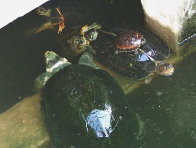 Turtle-Back Ride