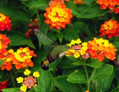 Humming Bird Hawk Moth on Lantana