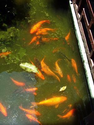 Gold Fishies
