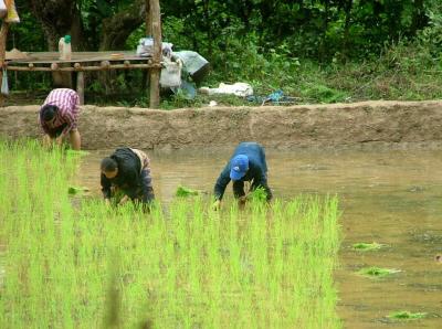 Planting the Paddy