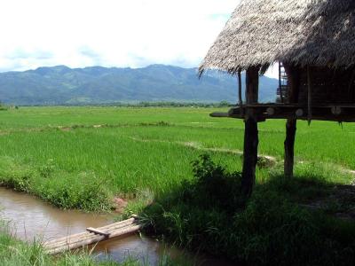 Rice Fields