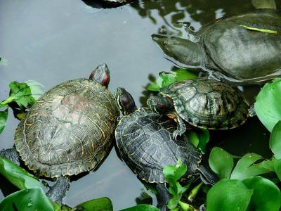 Temple Turtles
