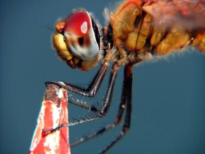 2/10/05 Mr Dragon Fly.