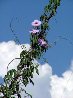 Pretty Weed