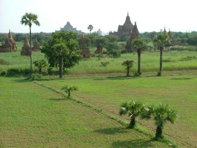 Fields and Temples