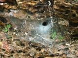 Funnel Web Spider Web