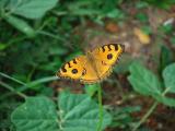 One Butterfly