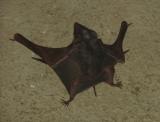 Poorly Bat