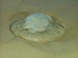 17/6/05 UFO
