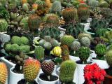 Cacti A-plenty