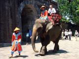 Elephant Rides