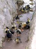 Hello Duckies